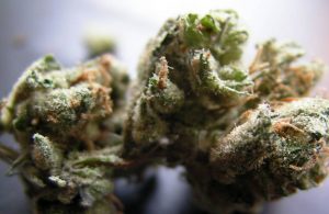 bubble-gum1
