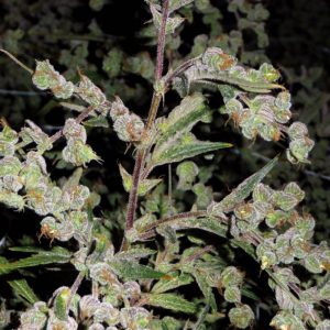 drgrinspoon