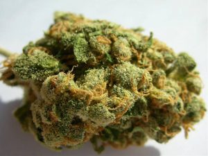jack-herer1