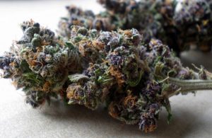 motablueberry