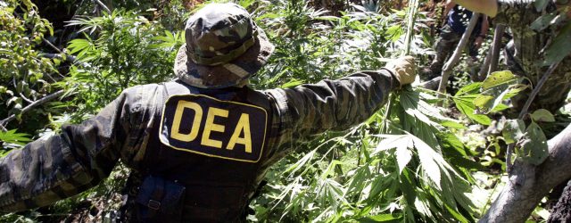 DEA Cannabis