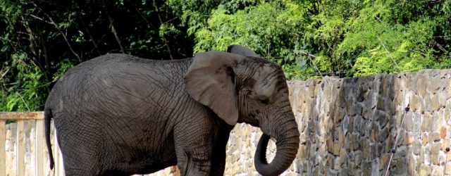 Elefante Zoo Polonia