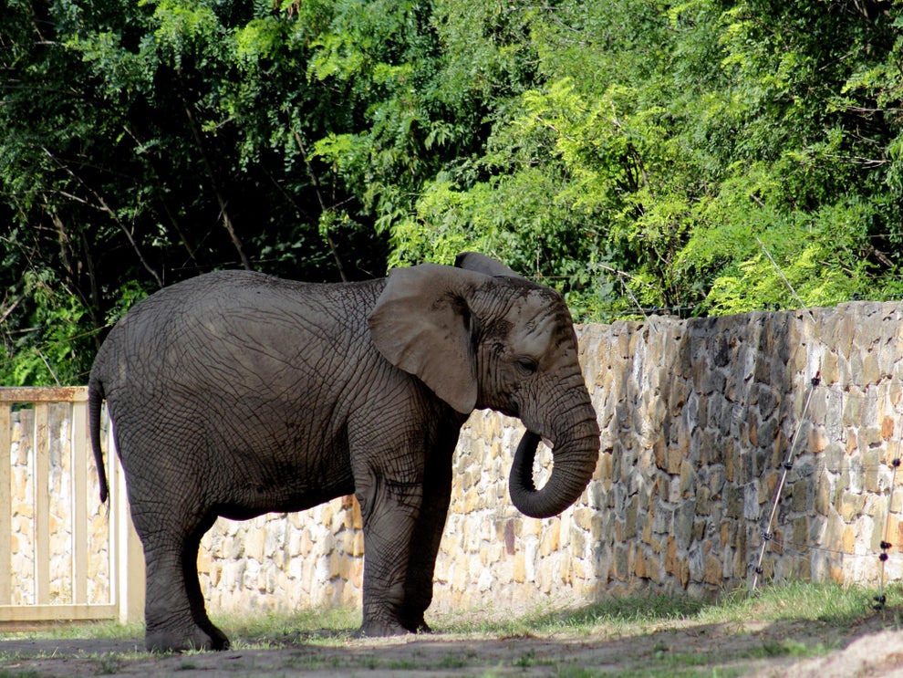 Elefante Zoo Polonia