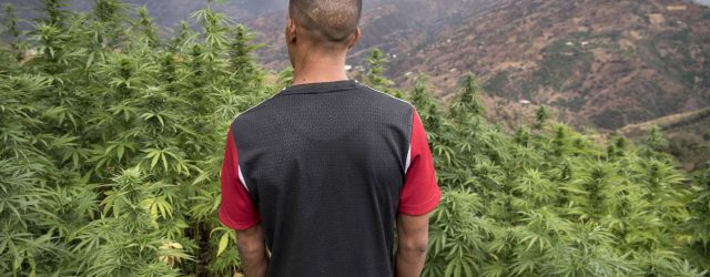 cannabis marruecos pothead