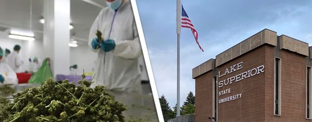 Universidad cannabis