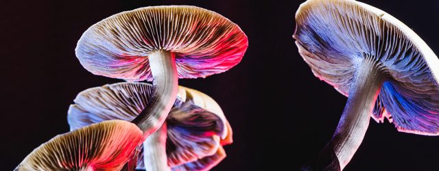 Hongos Psilocibina