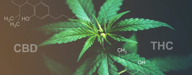 Cannabis THC CBD