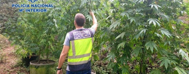 Detienen A Padre E Hijo Por Cultivar Marihuana