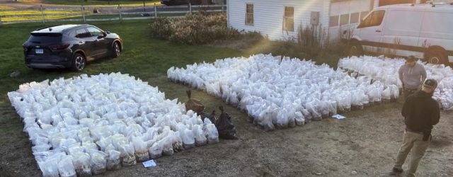Decomisan Más De 8 MDD En Hongos Psicodélicos En Una Casa En Connecticut Estaos Unidos