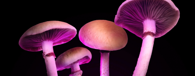Nuevo Estudio Muestra Como La Psilocibina Podría Ser Una Alternativa Eficaz A Los Opioides Para El Tratamiento Del Dolor