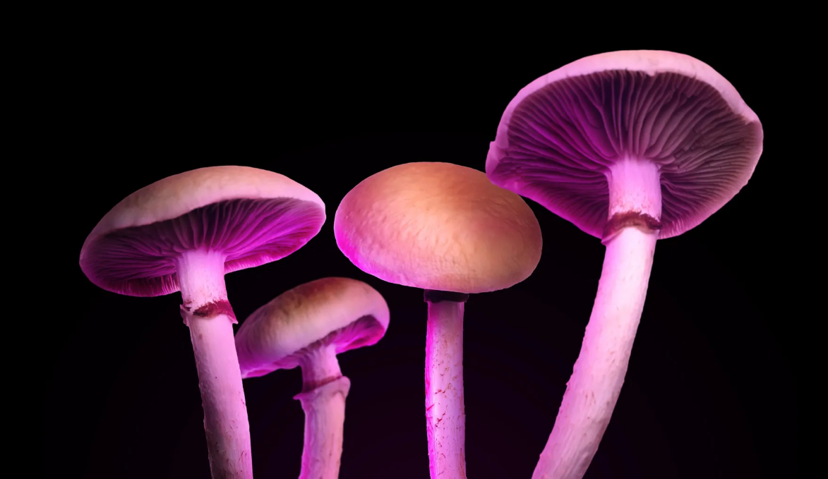 Nuevo Estudio Muestra Como La Psilocibina Podría Ser Una Alternativa Eficaz A Los Opioides Para El Tratamiento Del Dolor