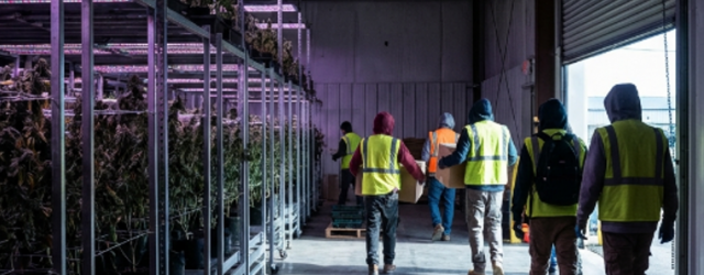 Empresa De Cultivo De Hierba Cierra Sus Plantas En Pensilvania Y Colorado Dejando A Decenas De Personas Sin Empleo