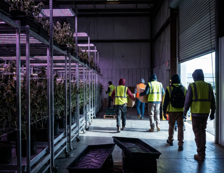 Empresa De Cultivo De Hierba Cierra Sus Plantas En Pensilvania Y Colorado Dejando A Decenas De Personas Sin Empleo