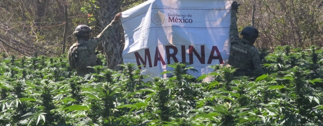Ejercito Y Marina De México Incineran Cerca De 20 Mil Plantas De Marihuana En Sinaloa