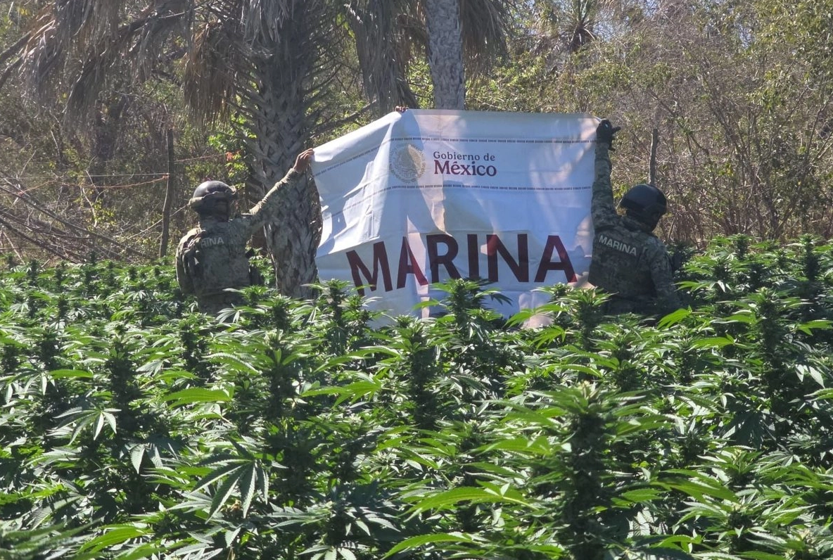 Ejercito Y Marina De México Incineran Cerca De 20 Mil Plantas De Marihuana En Sinaloa