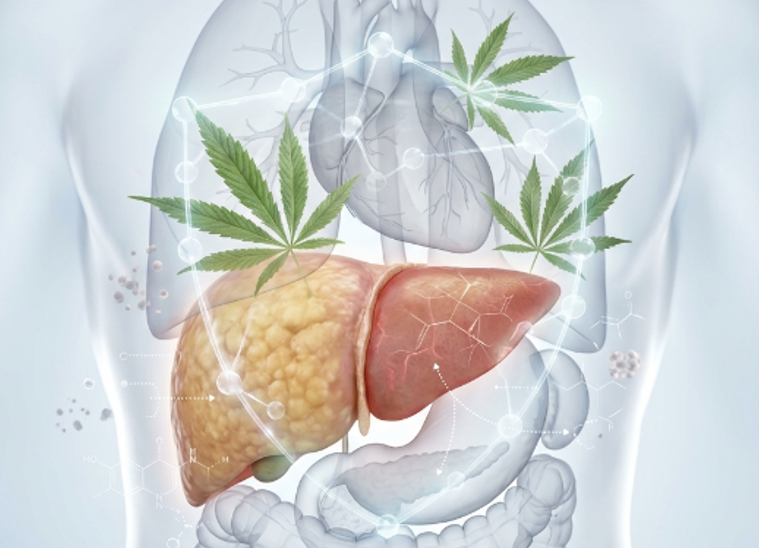 Estudio Muestra Que Diversos Compuestos De La Hierba Revierten El Hígado Graso Y Reducen Niveles De Azúcar En La Sangre