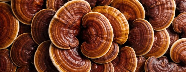 Hongo Reishi Supera A La Melatonina Para Tratar El Insomnio Crónico, Revela Estudio